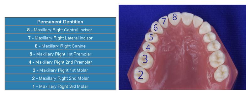 Starting with 1, each permanent tooth is given a number as a way to identifying the tooth.